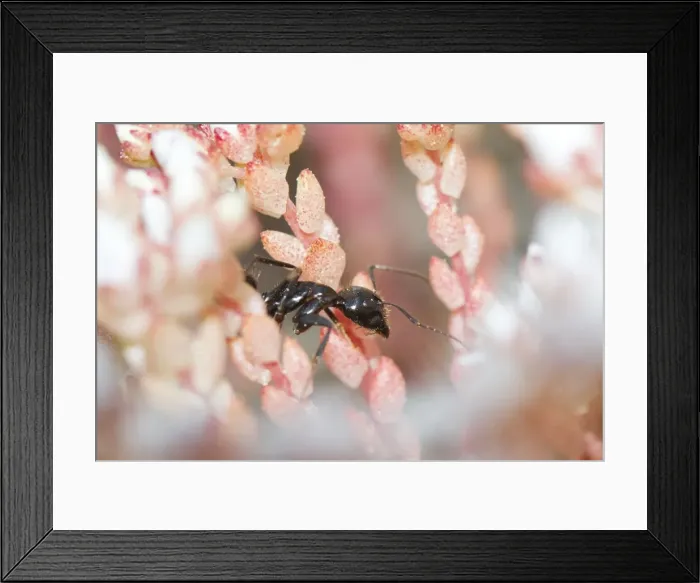Framed Print : Picture No. 10982658 Framed Print : Picture No. 10982658