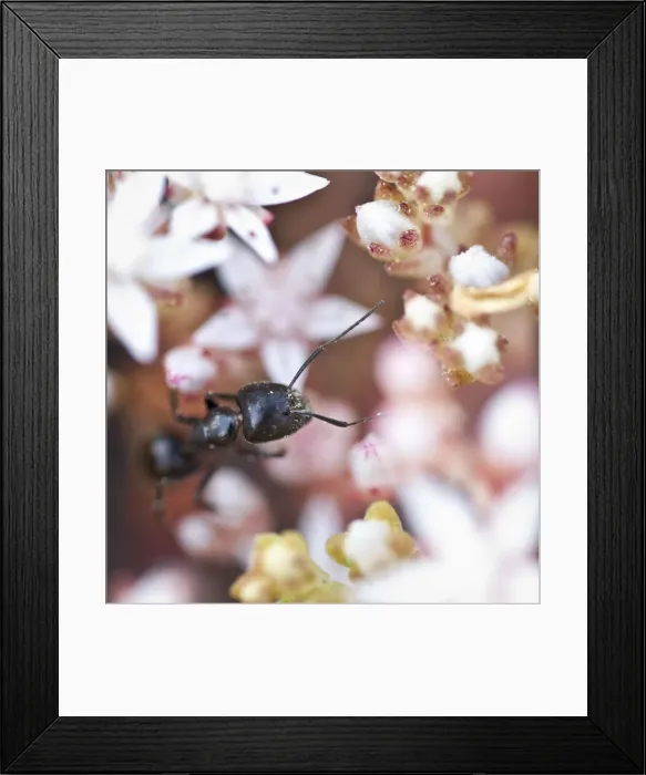 Framed Print : Picture No. 10982657 Framed Print : Picture No. 10982657