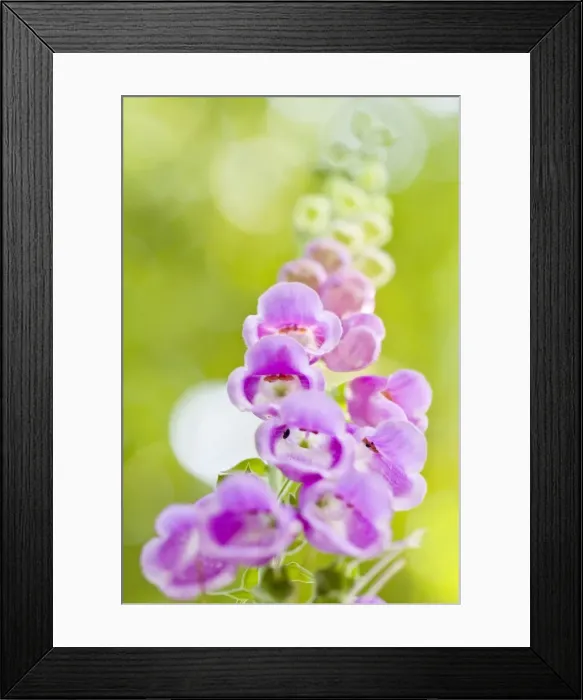 Framed Print : Picture No. 10982652