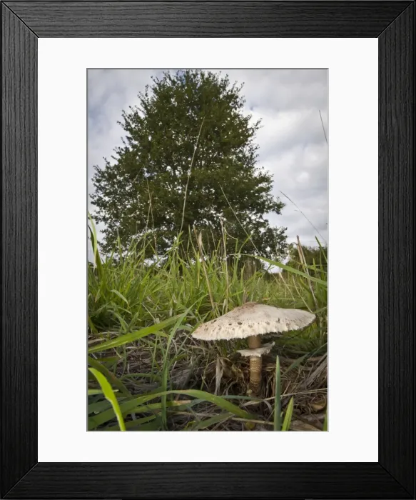 Framed Print : Picture No. 10982660