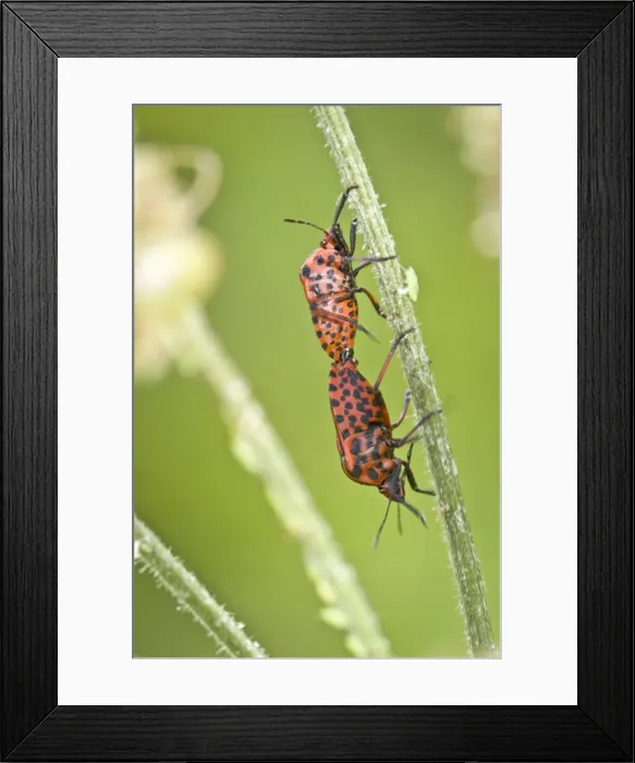 Framed Print : Picture No. 10982654 Framed Print : Picture No. 10982654