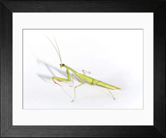 Framed Print : Picture No. 10982662 Framed Print : Picture No. 10982662