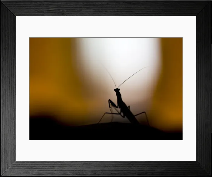 Framed Print : Picture No. 10982665 Framed Print : Picture No. 10982665