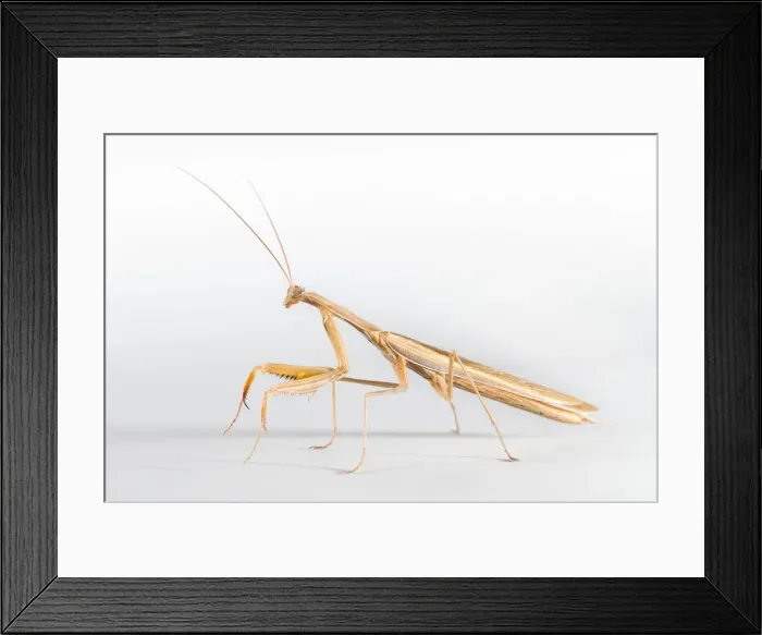 Framed Print : Picture No. 10982666 Framed Print : Picture No. 10982666
