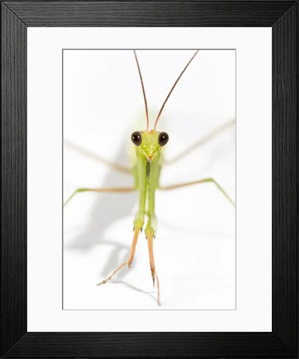 Framed Print : Picture No. 10982663 Framed Print : Picture No. 10982663