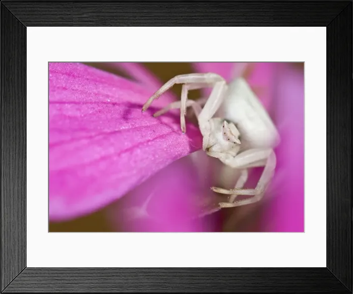 Framed Print : Picture No. 10982667 Framed Print : Picture No. 10982667