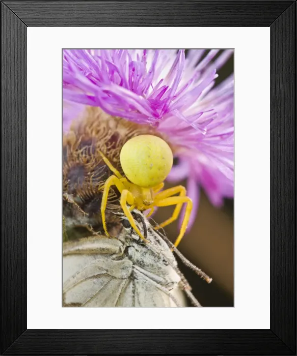 Framed Print : Picture No. 10982670