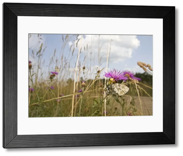 Framed Print : Picture No. 10982671 Framed Print : Picture No. 10982671
