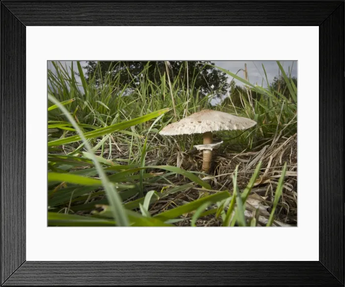 Framed Print : Picture No. 10982661