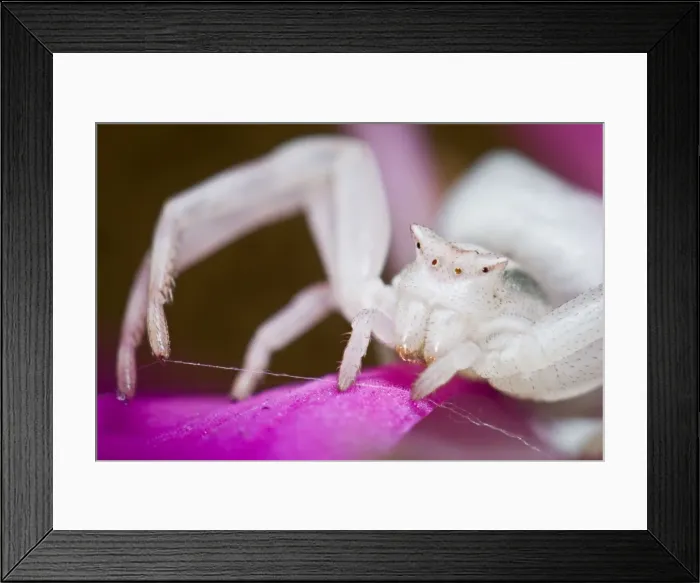 Framed Print : Picture No. 10982668 Framed Print : Picture No. 10982668