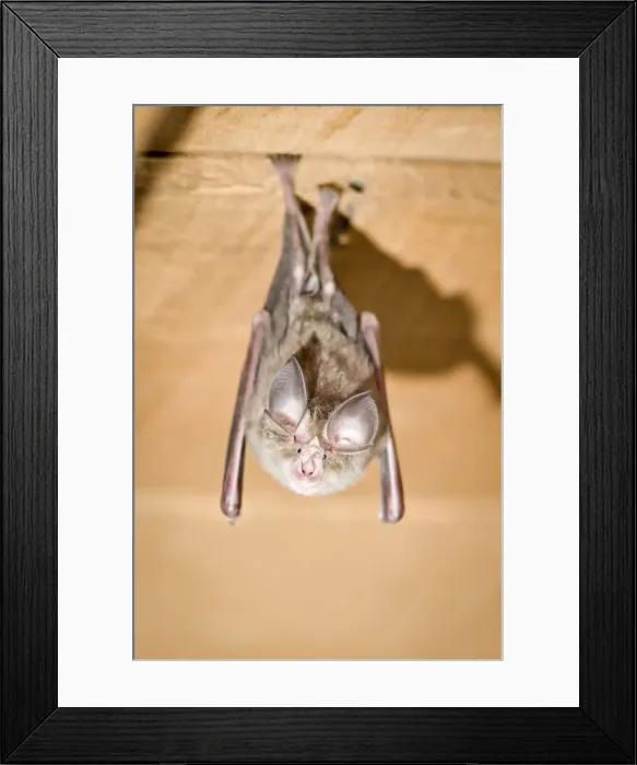 Framed Print : Picture No. 10982674 Framed Print : Picture No. 10982674