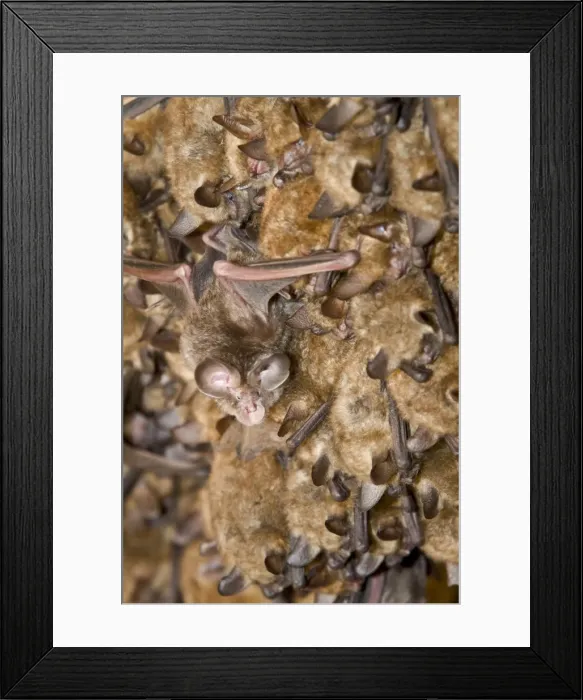 Framed Print : Picture No. 10982672 Framed Print : Picture No. 10982672