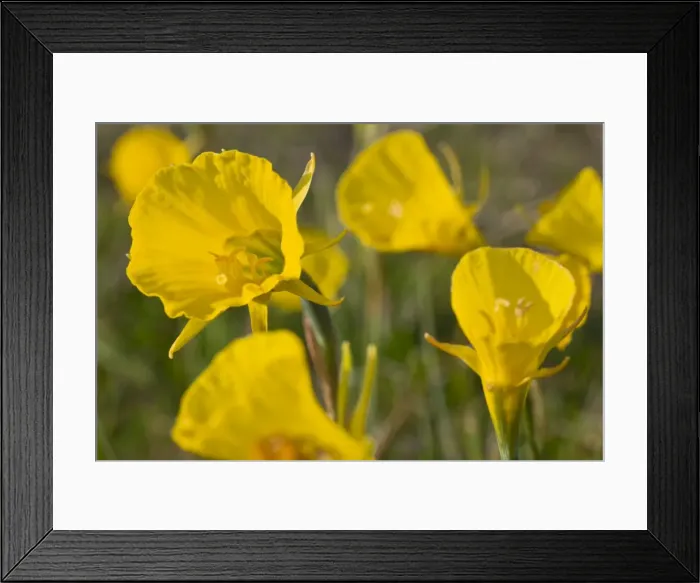 Framed Print : Picture No. 10982677 Framed Print : Picture No. 10982677