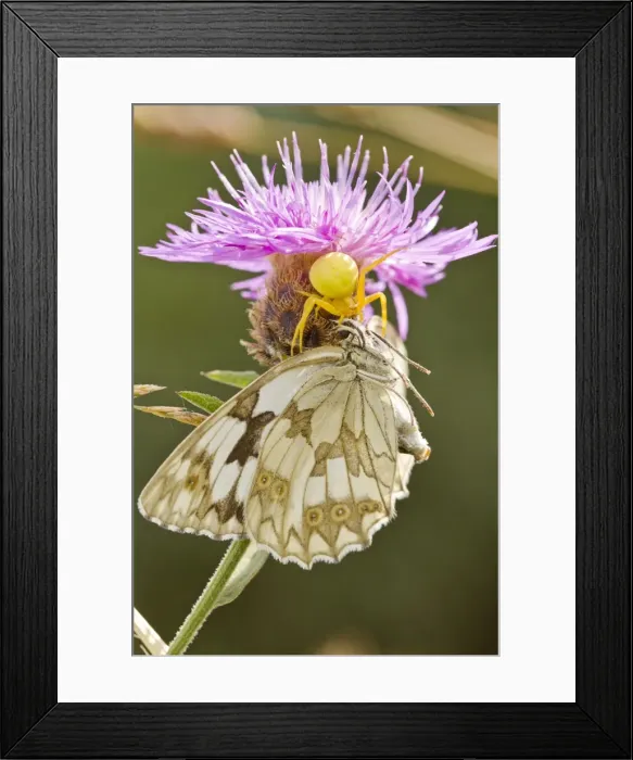 Framed Print : Picture No. 10982669 Framed Print : Picture No. 10982669