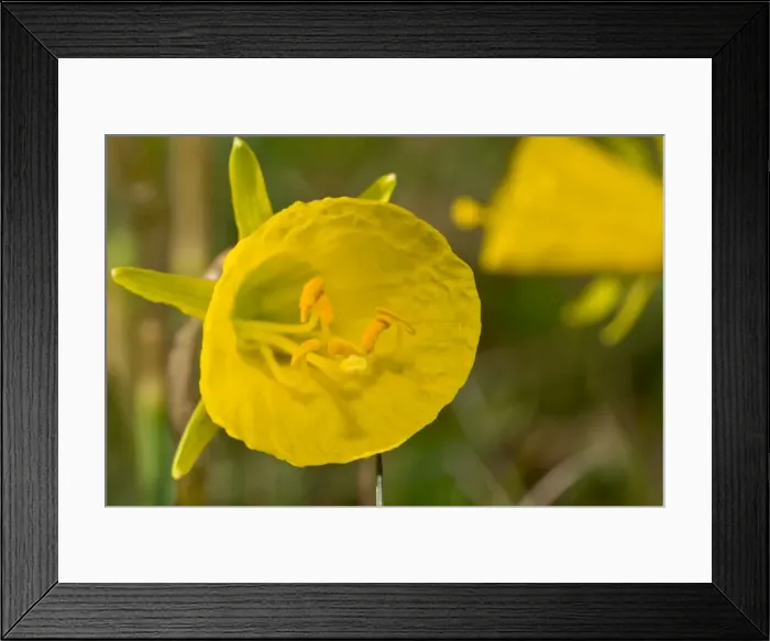 Framed Print : Picture No. 10982676