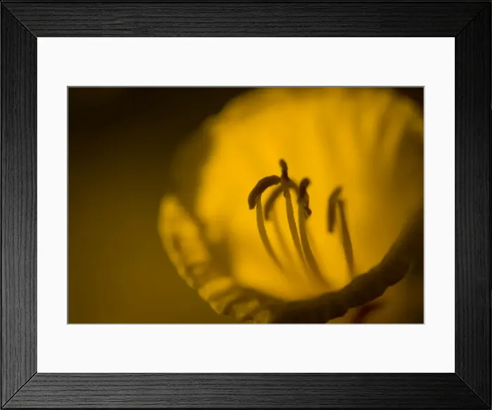 Framed Print : Picture No. 10982678 Framed Print : Picture No. 10982678