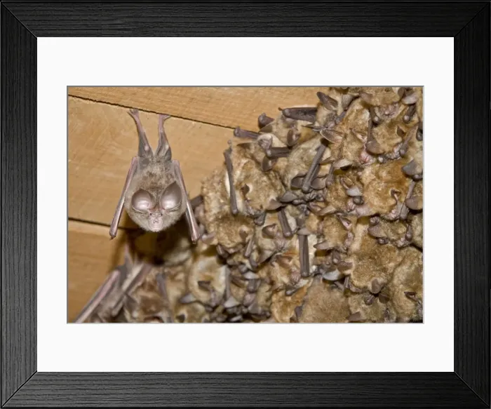Framed Print : Picture No. 10982673 Framed Print : Picture No. 10982673