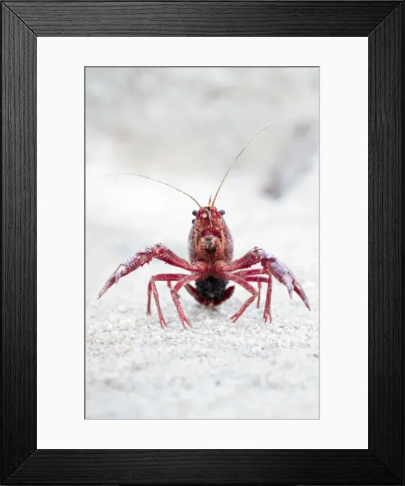 Framed Print : Picture No. 10982683 Framed Print : Picture No. 10982683