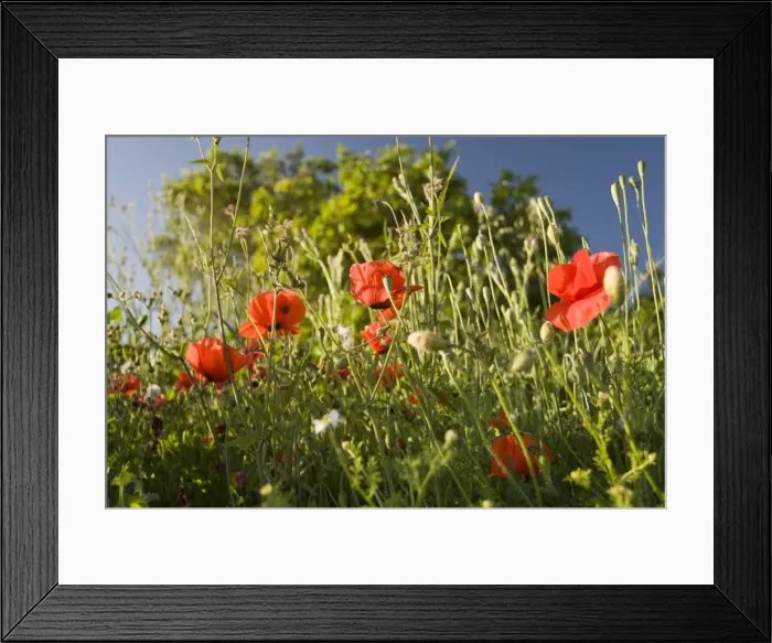 Framed Print : Picture No. 10982679 Framed Print : Picture No. 10982679
