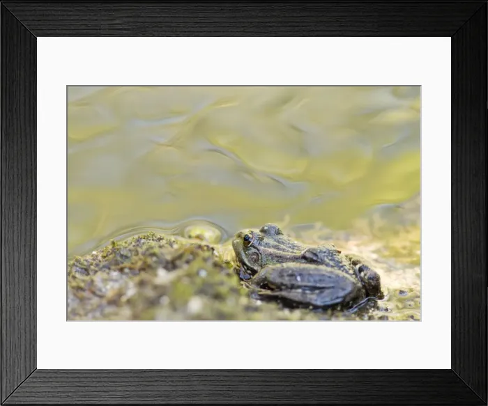 Framed Print : Picture No. 10982680 Framed Print : Picture No. 10982680
