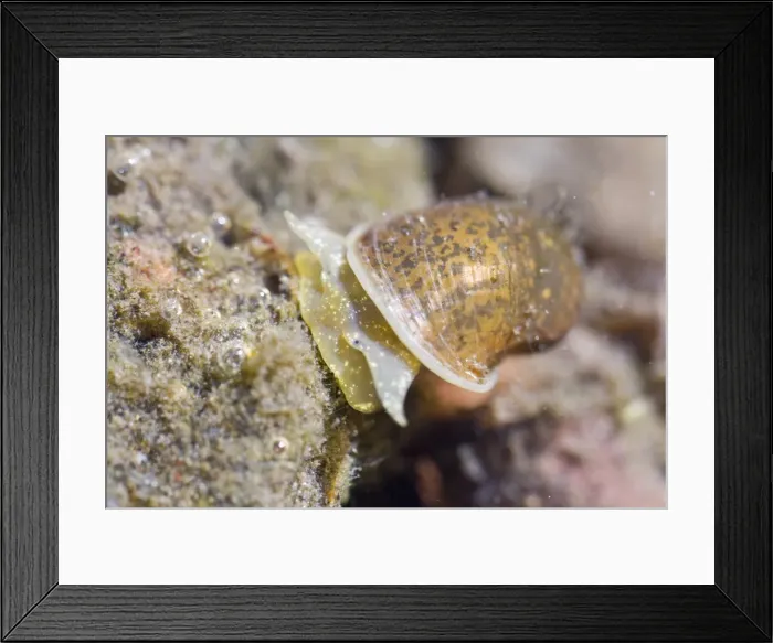 Framed Print : Picture No. 10982685 Framed Print : Picture No. 10982685