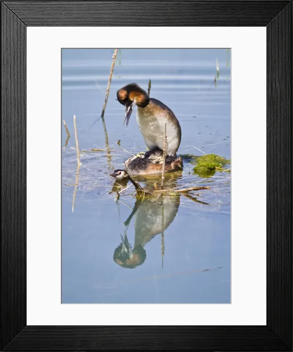 Framed Print : Picture No. 10982681