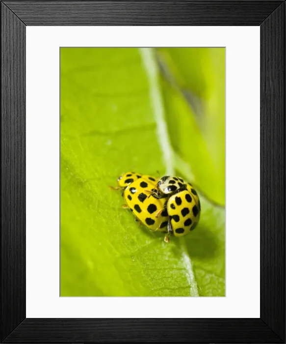 Framed Print : Picture No. 10982684 Framed Print : Picture No. 10982684