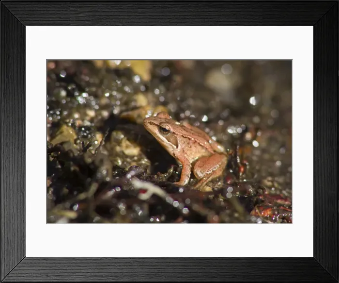 Framed Print : Picture No. 10982687 Framed Print : Picture No. 10982687