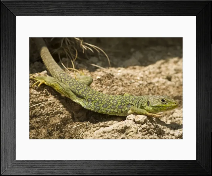 Framed Print : Picture No. 10982688 Framed Print : Picture No. 10982688