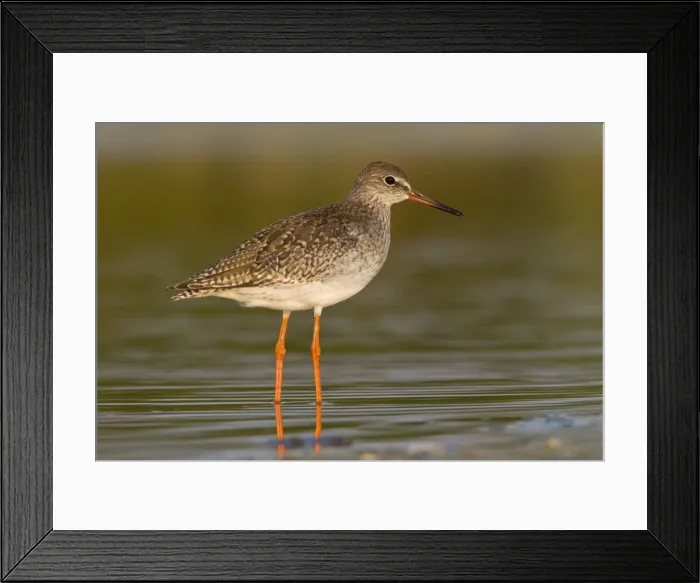 Framed Print : Picture No. 10982691 Framed Print : Picture No. 10982691