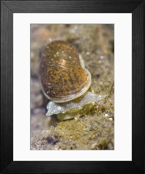 Framed Print : Picture No. 10982686 Framed Print : Picture No. 10982686