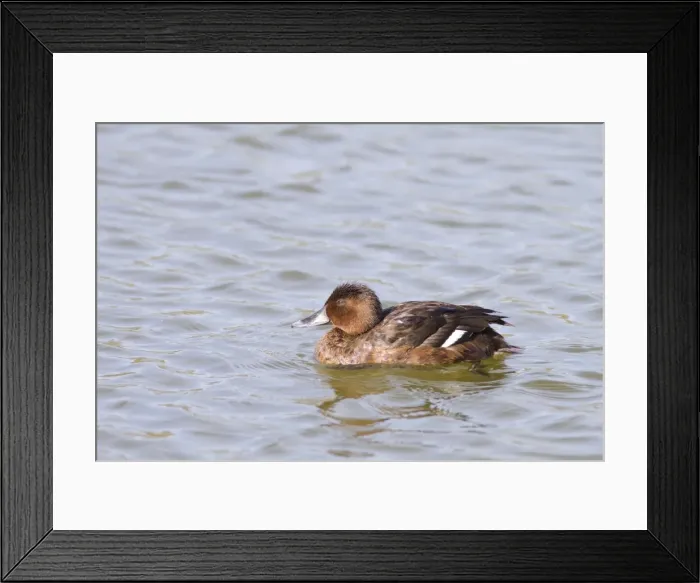 Framed Print : Picture No. 10982695 Framed Print : Picture No. 10982695