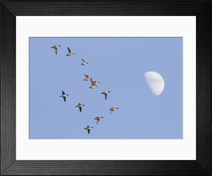 Framed Print : Picture No. 10982694 Framed Print : Picture No. 10982694