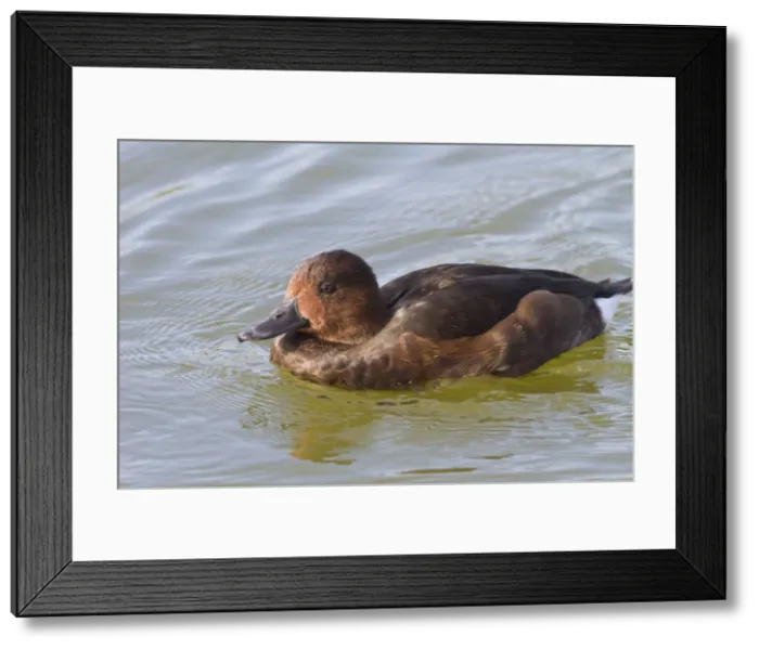 Framed Print : Picture No. 10982697 Framed Print : Picture No. 10982697
