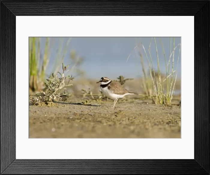 Framed Print : Picture No. 10982698 Framed Print : Picture No. 10982698