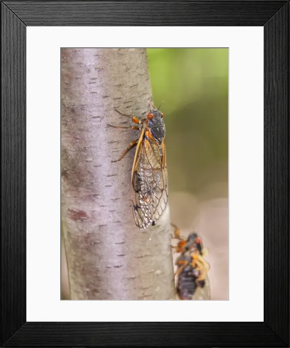 Framed Print : Picture No. 10982736 Framed Print : Picture No. 10982736