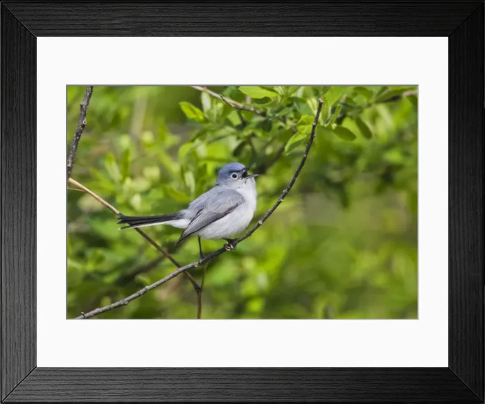 Framed Print : Picture No. 10982732 Framed Print : Picture No. 10982732