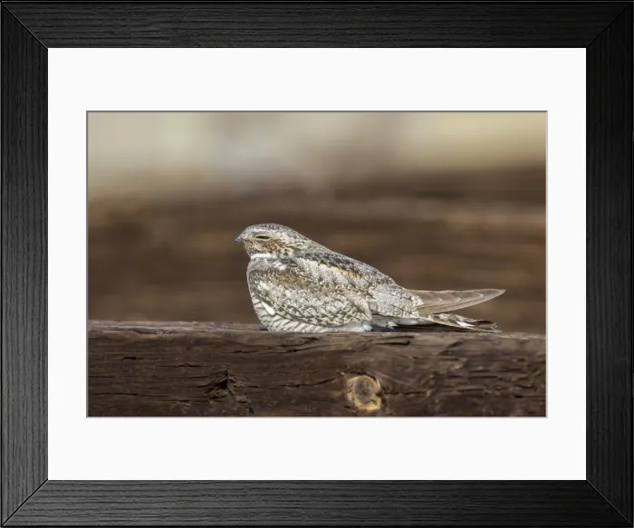 Framed Print : Picture No. 10982738 Framed Print : Picture No. 10982738