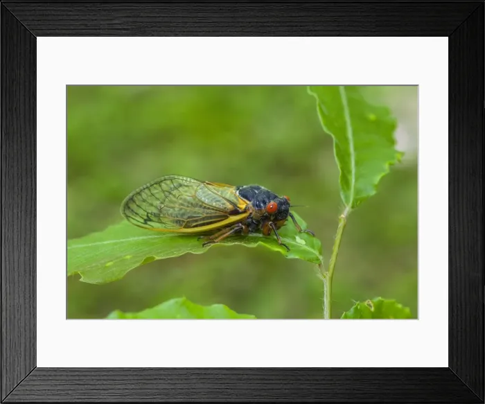Framed Print : Picture No. 10982735 Framed Print : Picture No. 10982735