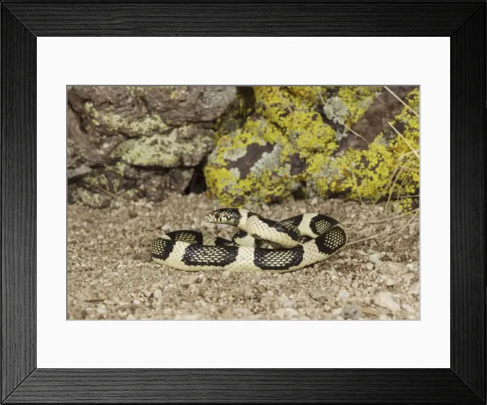 Framed Print : Picture No. 10982737 Framed Print : Picture No. 10982737