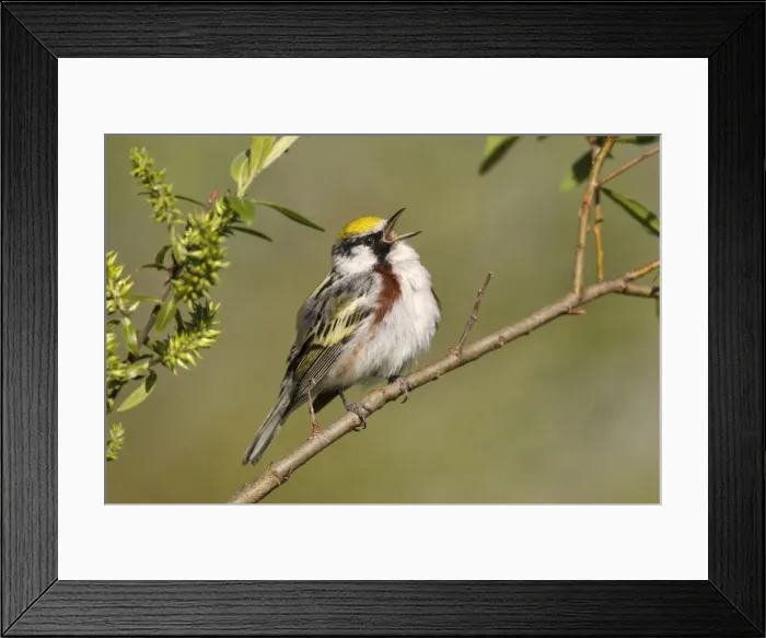 Framed Print : Picture No. 10982742 Framed Print : Picture No. 10982742