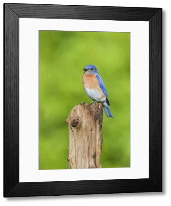 Framed Print : Picture No. 10982745 Framed Print : Picture No. 10982745