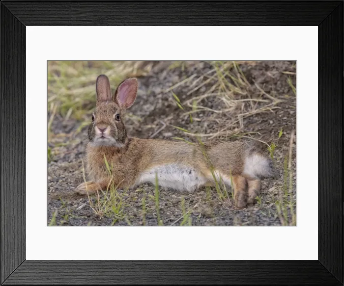Framed Print : Picture No. 10982746 Framed Print : Picture No. 10982746