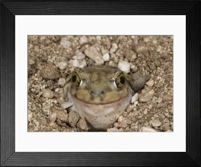 Framed Print : Picture No. 10982741 Framed Print : Picture No. 10982741
