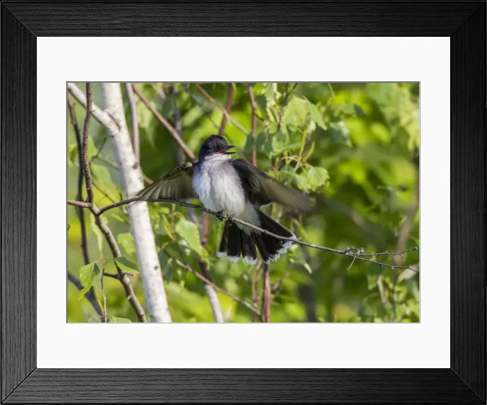 Framed Print : Picture No. 10982747 Framed Print : Picture No. 10982747