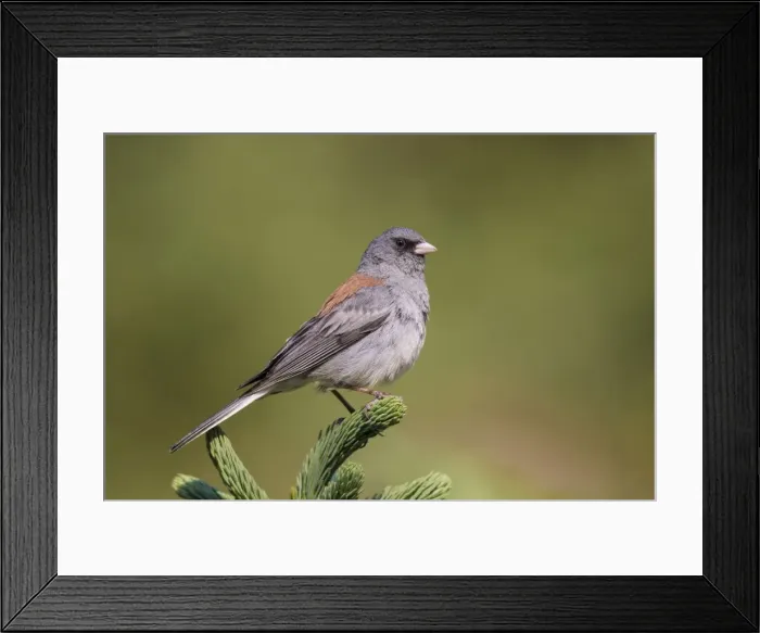 Framed Print : Picture No. 10982744 Framed Print : Picture No. 10982744