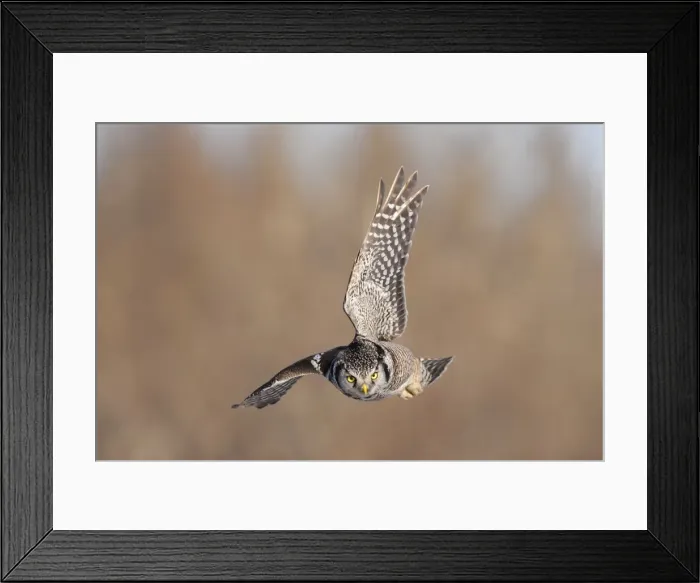 Framed Print : Picture No. 10982752 Framed Print : Picture No. 10982752