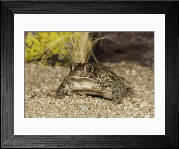 Framed Print : Picture No. 10982749 Framed Print : Picture No. 10982749