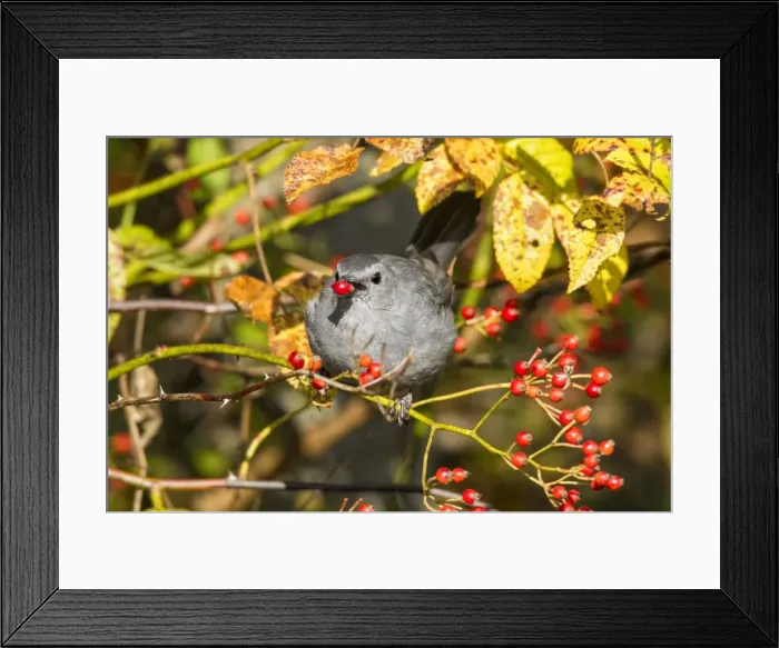 Framed Print : Picture No. 10982751 Framed Print : Picture No. 10982751