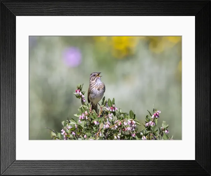Framed Print : Picture No. 10982755